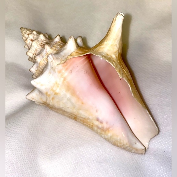 Natural Conch Shell Home Accent - Picture 2 of 4